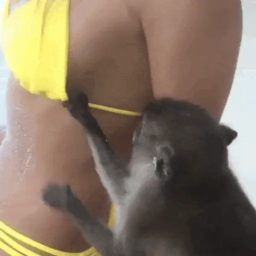 stickers_Monos_Moods🙊🙉