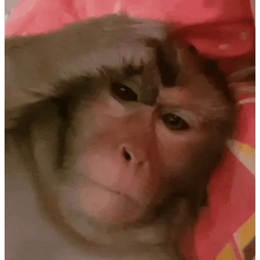 stickers_Monos_Moods🙊🙉