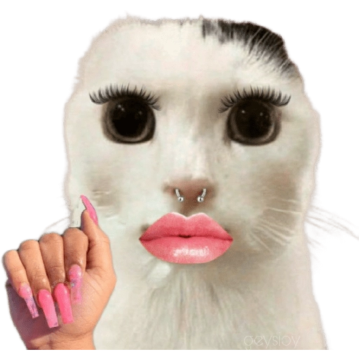 stickers_😸Gatos_sin_orejas_🐈_