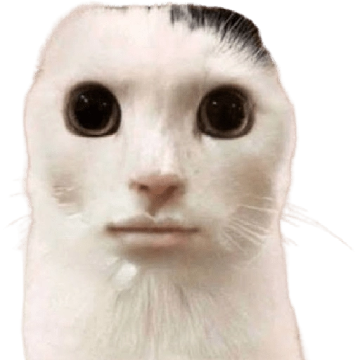 stickers_😸Gatos_sin_orejas_🐈_