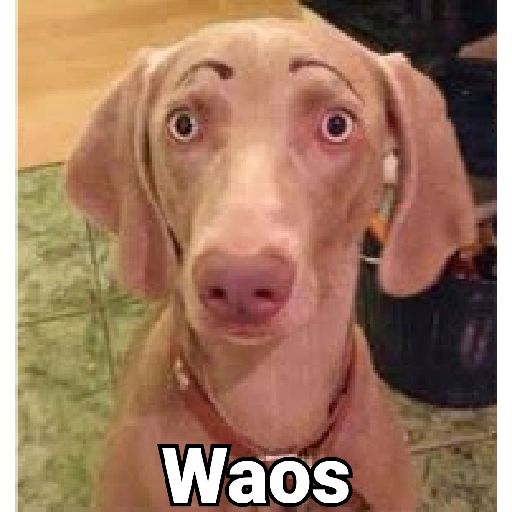 stickers_Waos_-_Perro_con_cejas🐶_