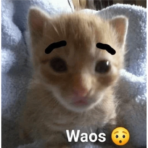 stickers_Waos_-_Perro_con_cejas🐶_