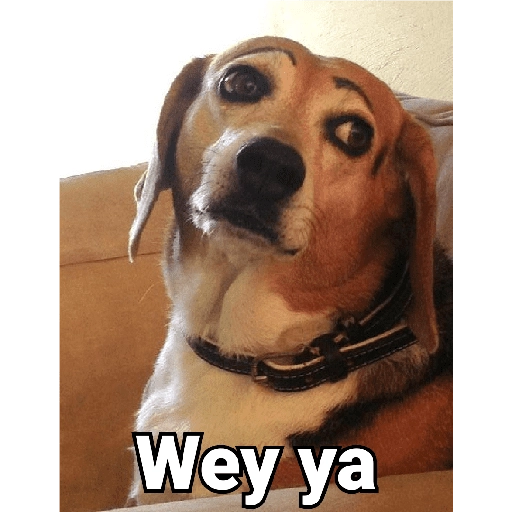 stickers_Waos_-_Perro_con_cejas🐶_