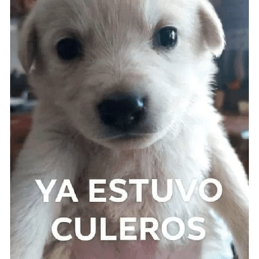 stickers_Waos_-_Perro_con_cejas🐶_