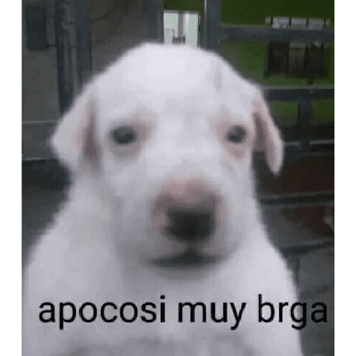 stickers_Waos_-_Perro_con_cejas🐶_