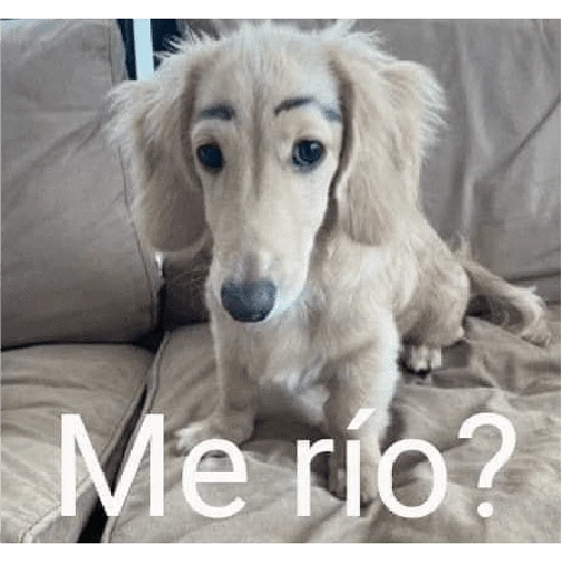 stickers_Waos_-_Perro_con_cejas🐶_