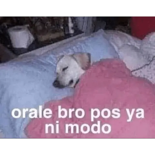 stickers_Stickers_pendejos_pa_la_banda