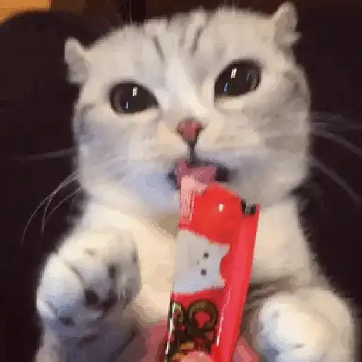stickers_Gatos_Equis😸💢