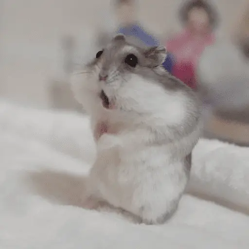 stickers_🐹_HAMSTERS_MOODCITOS_🐹
