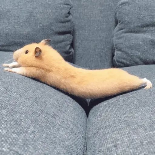 stickers_🐹_HAMSTERS_MOODCITOS_🐹