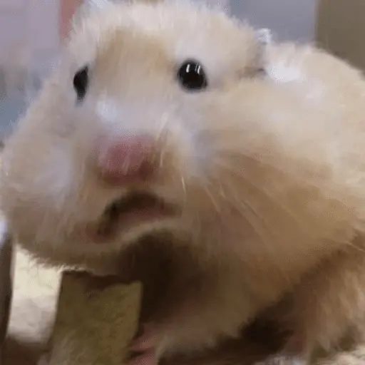 stickers_🐹_HAMSTERS_MOODCITOS_🐹