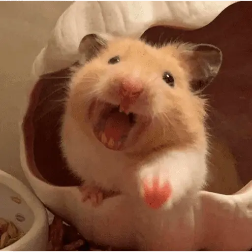 stickers_🐹_HAMSTERS_MOODCITOS_🐹