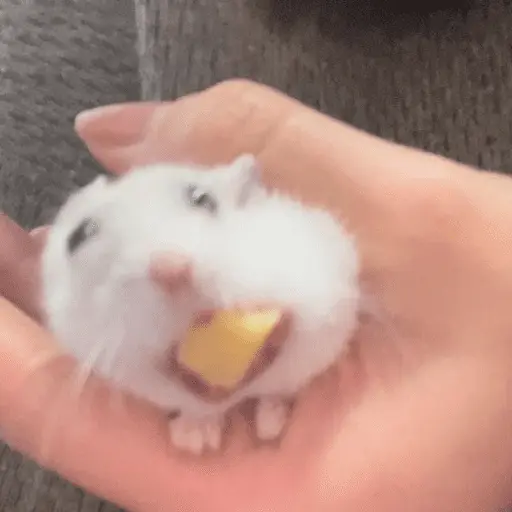 stickers_🐹_HAMSTERS_MOODCITOS_🐹