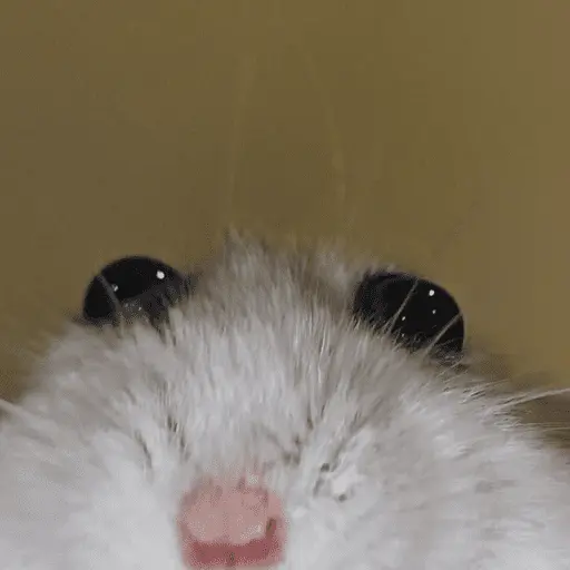 stickers_🐹_HAMSTERS_MOODCITOS_🐹