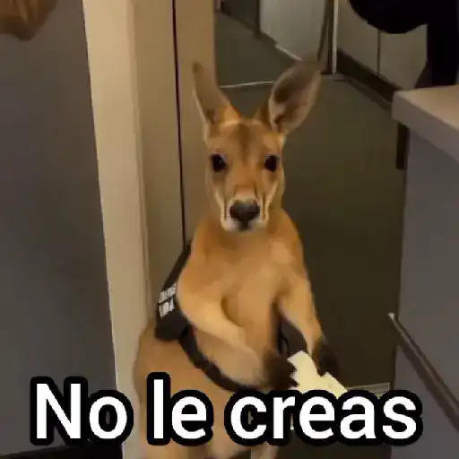 stickers_Canguro_2_🦘Tiktok_🔥