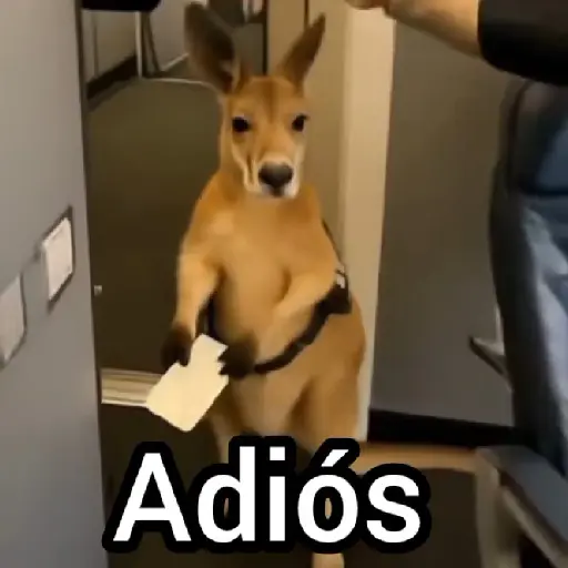 stickers_Canguro_2_🦘Tiktok_🔥