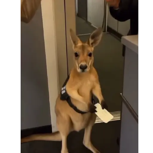stickers_Canguro_2_🦘Tiktok_🔥