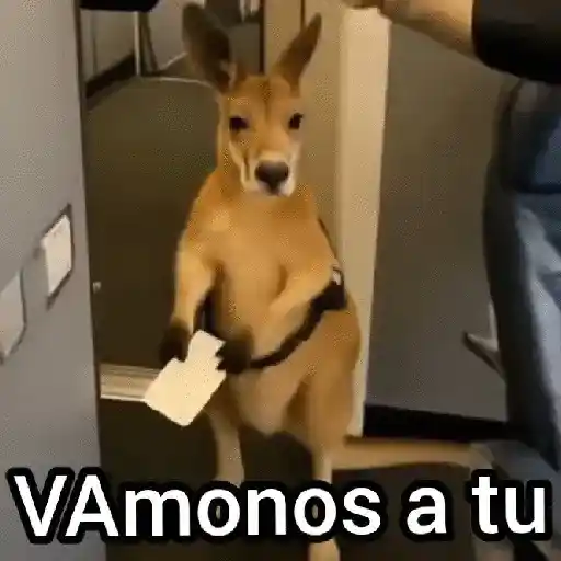 stickers_Canguro_2_🦘Tiktok_🔥