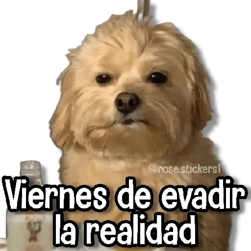 stickers_Memes_Pal_Grupo_2🗣️