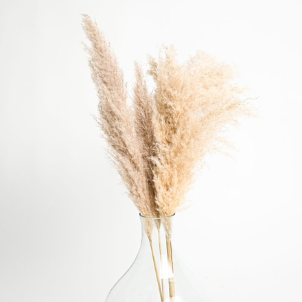 Capim dos pampas ramo seco decorativo main photo of Capim dos pampas ramo seco decorativo