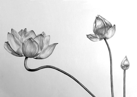 Lotus Blossoms main photo of Lotus Blossoms