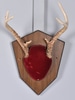 Plaque Mounted Antlers