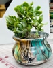 Live Potted Plant