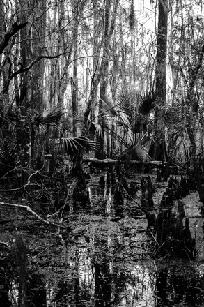 main photo of Swamp