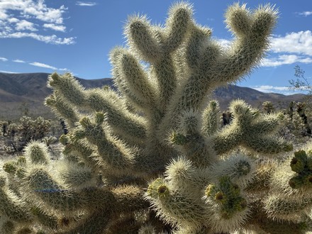 RANABB-Cactus & Mountain DF main photo of RANABB-Cactus & Mountain DF