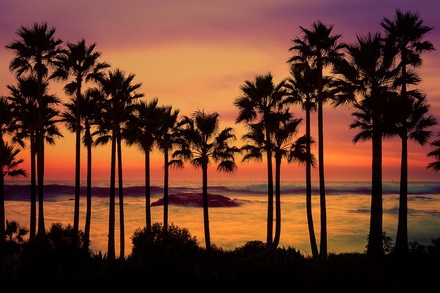 palm trees on the beach