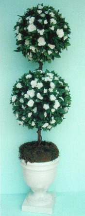 Gardenia Topiaries main photo of Gardenia Topiaries
