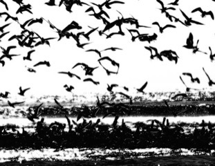 Birds main photo of Birds