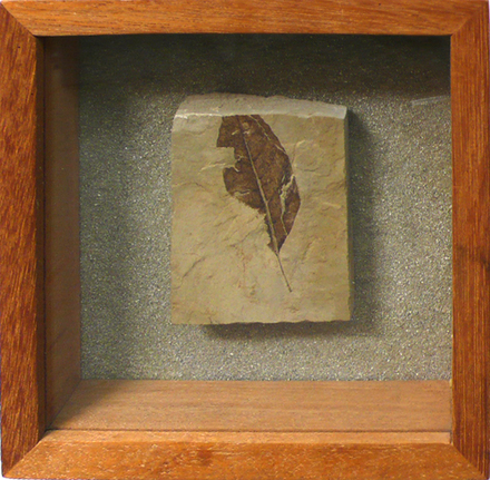 Cleared Mixed Media, framed Fossil, Leaf #2