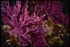 Purple Reef Plants