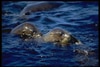 Seal Photograph