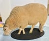 Sheep cutout