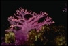 Purple Coral Plant