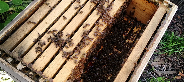 Our shop beehive
