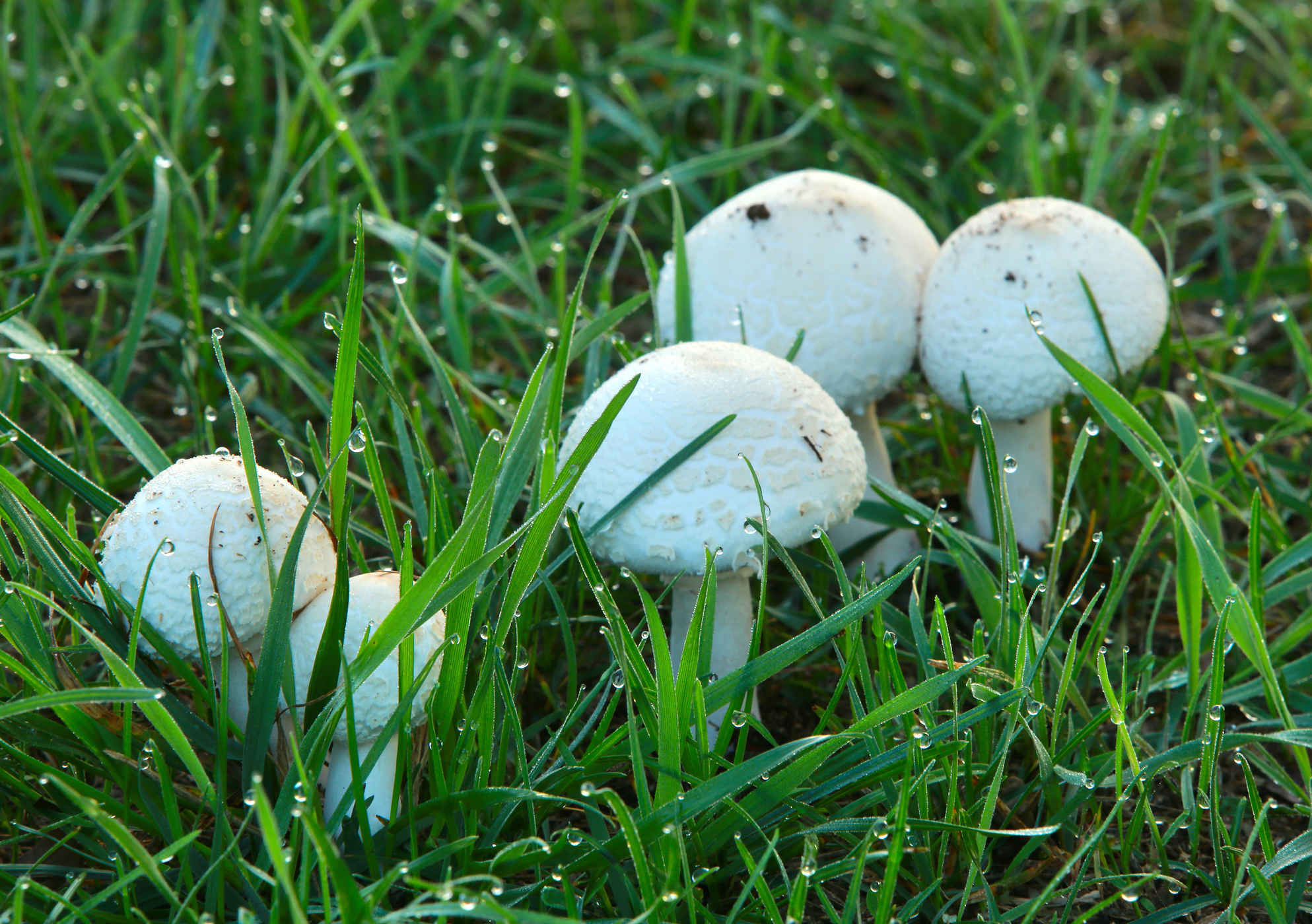 Why Are Large White Mushrooms Growing In My Yard at Pamela Jones blog