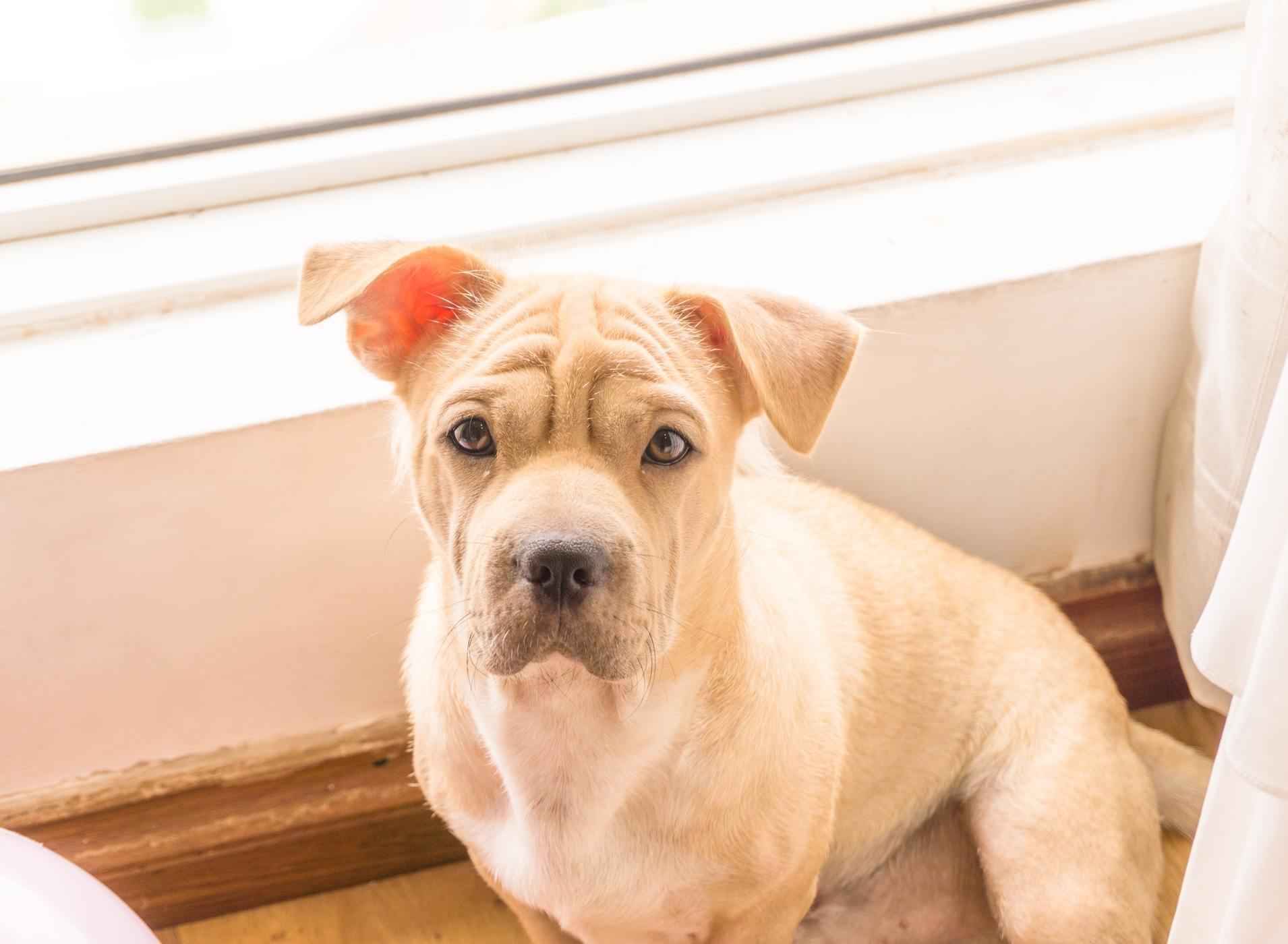 Pet Rental Fee Guide (2024)