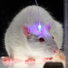 optogenetics_2.webp