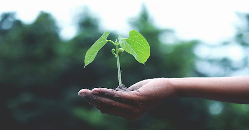 Blurred background of trees, with a hand in the foreground holding a small plant sprout.