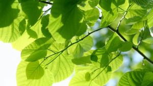 Tree Header Image