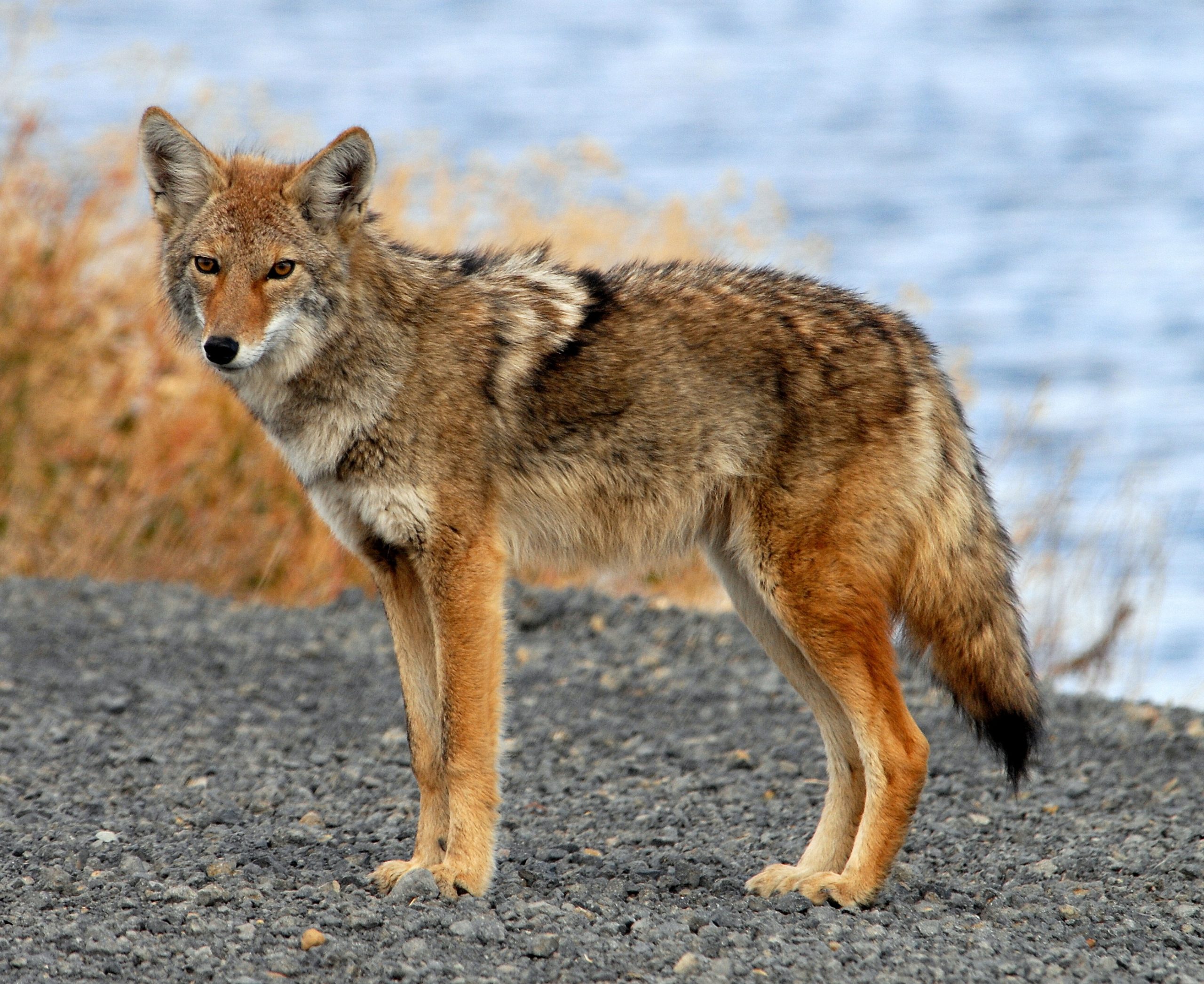 coyote standing near the shore