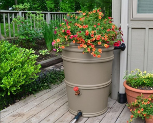 rainwater barrel