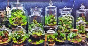 Multiple terrariums displayed