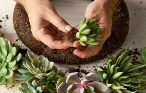 Hands working on building a succulent wreath.