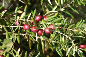 olives