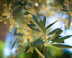 olive bloom