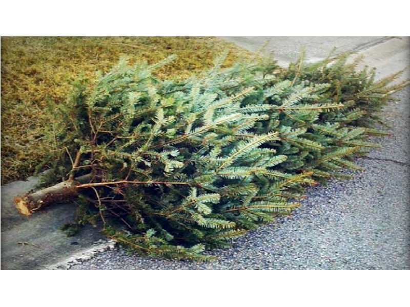 Bulk - Christmas Tree